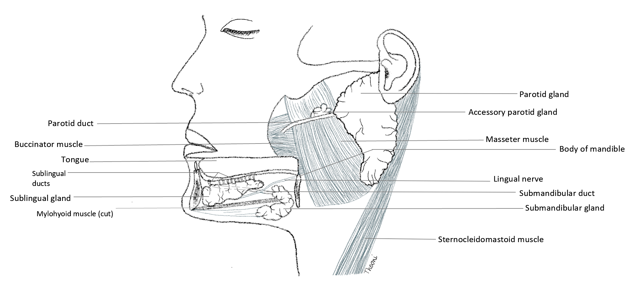 salivary glands diagram for kids