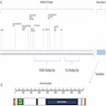 Schematic structure of ANKRD26