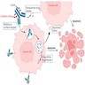 Mechanism of action of antibody drug conjugates