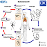 Life cycle of filarial worms