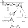 PI3K / PTEN / AKT signaling pathway