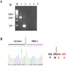 RT PCR