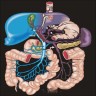 Schematic of normal portal venous system