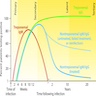 Progression of syphilis serology