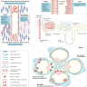 Localization of MGRS associated renal lesions