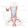 Vascular supply and innervation of larynx