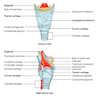 Anterior and right lateral view of larynx