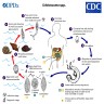 Schistosoma life cycle