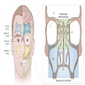 Distribution of main sinonasal tumor types