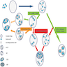 Pathogenesis of UGT and GB