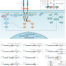 TRK biology overview