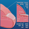 Nail apparatus anatomy