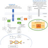 Action of specific pathways' inhibitors