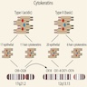 Chromosome localization of human cytokeratins