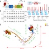 Structural model of keratin