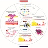 Protumor and antitumor activities