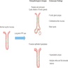 Changes in normal oxyntic mucosa on chronic PPI use